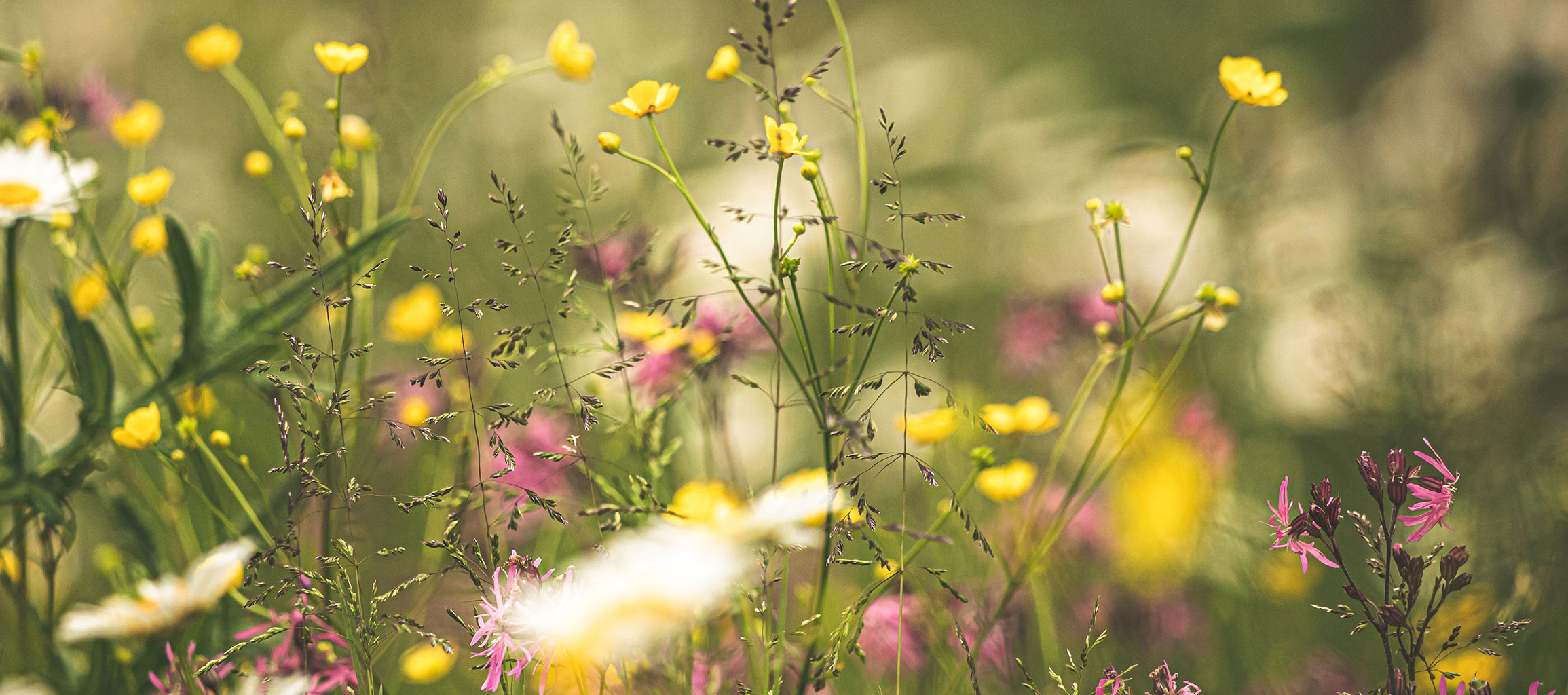 Summer meadow