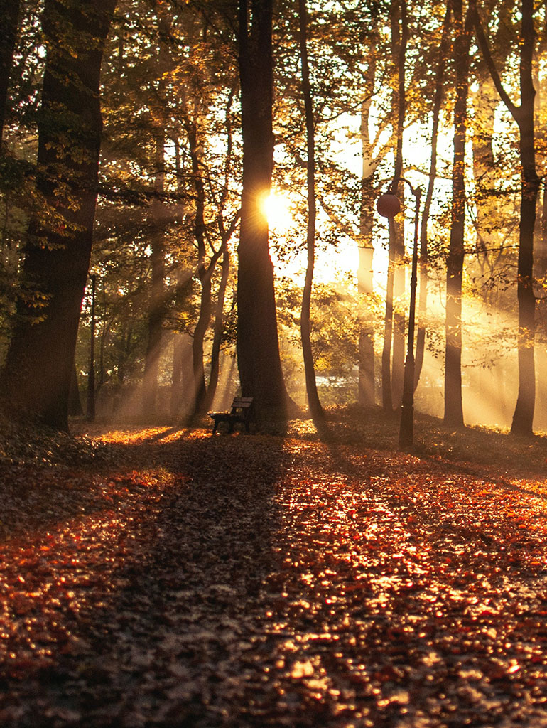 Autumn woods