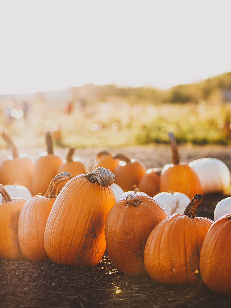 Halloween pumpkins